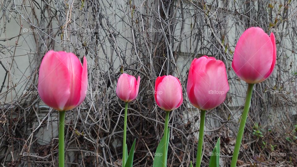 Urban style🌷 Wall🌷 Floral🌷 Nature in the City 🌷