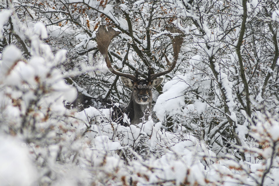 Reindeer in snow