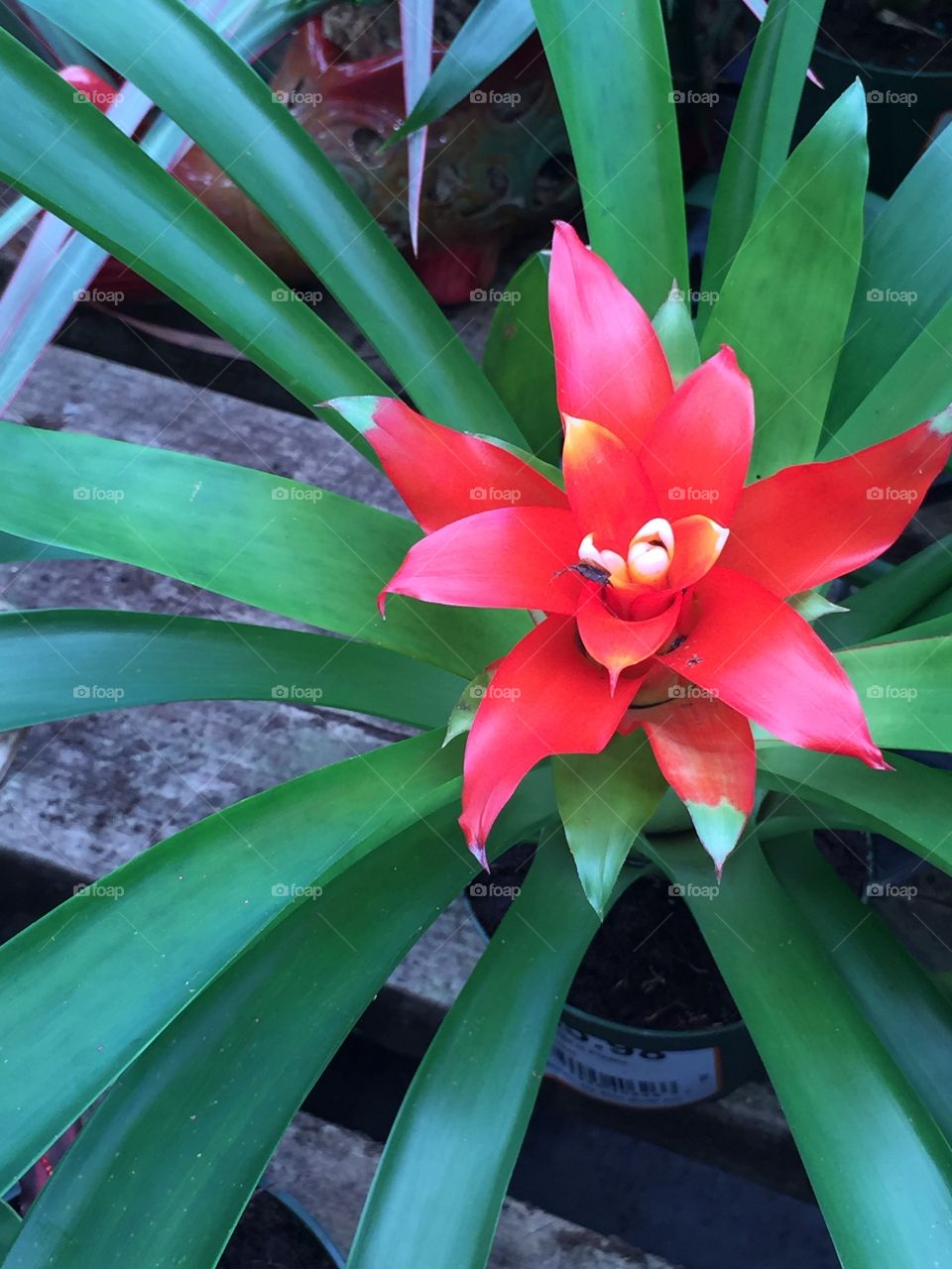 Bromeliad red Flower plants