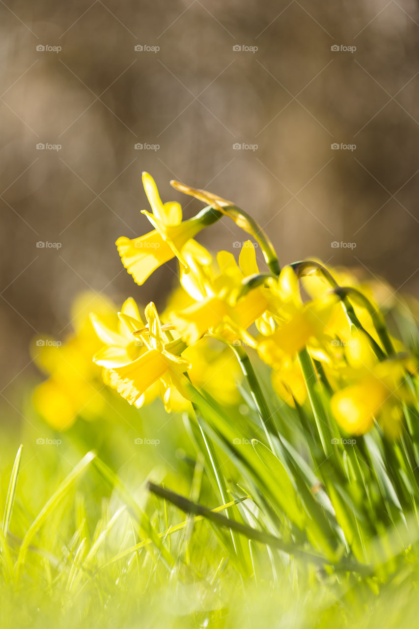 A portrait of a group of yellow daffodils in the sunlight of a sunset. the flowers are well separated from the blurry background.