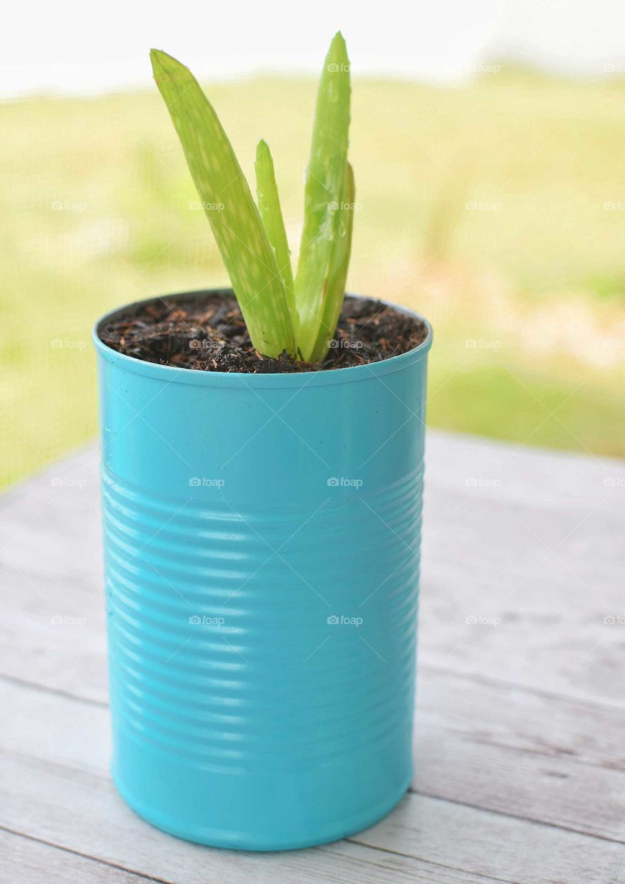 an aloe vera plant potted in a turquoise painted can sitting atop a wooden table outside with a bright blurred background