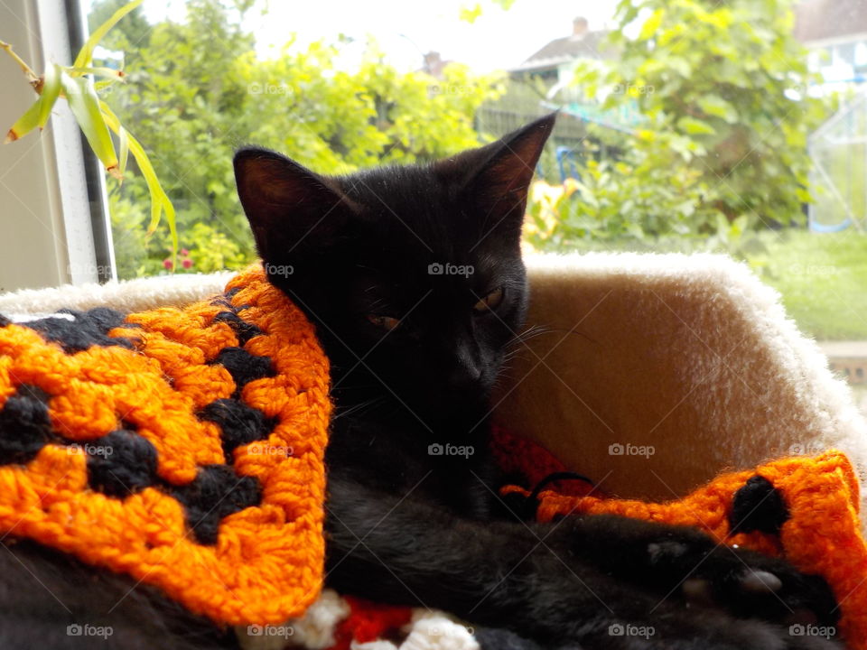 Lazy snuggled kitty Moona