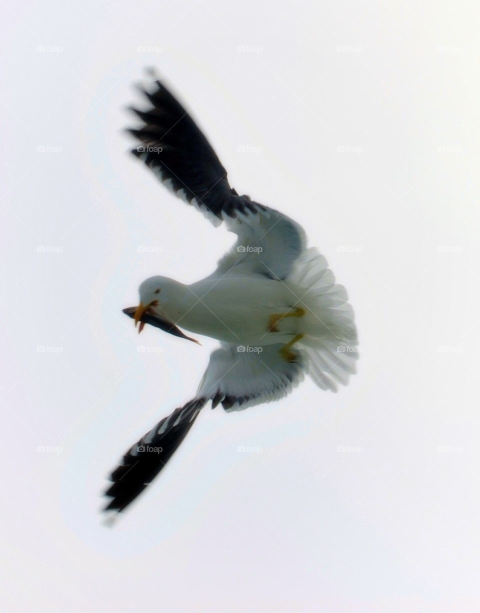 Seagull with a fish.