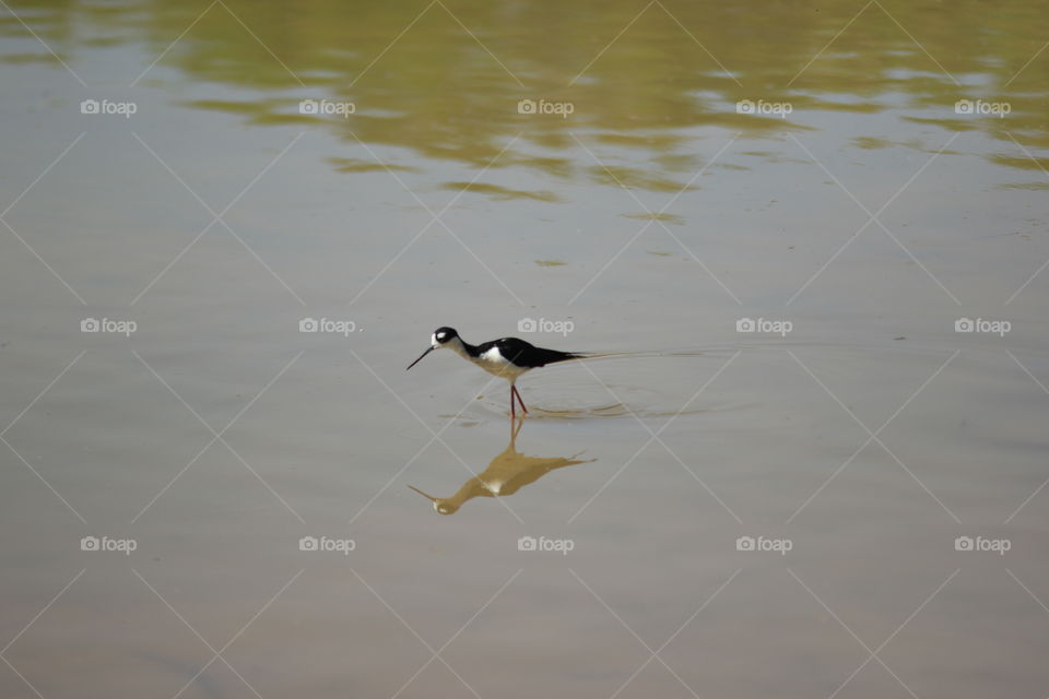 Black necked stilt
