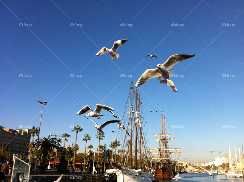 barcelona seagull december port vell by lottahj