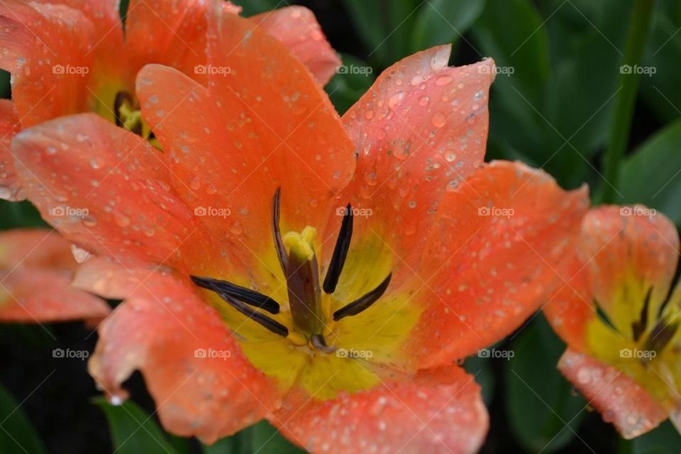 Raindrops on a Flower 