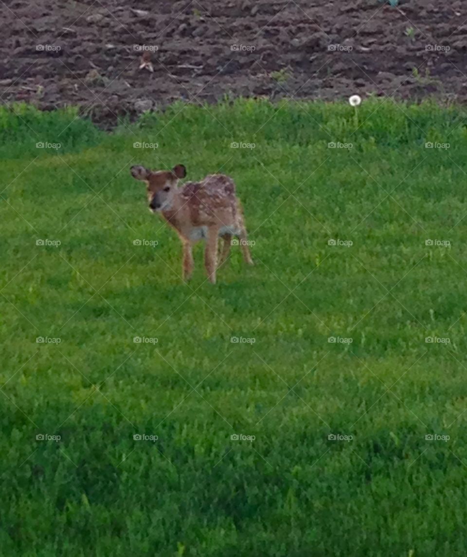Spotted Fawn 2