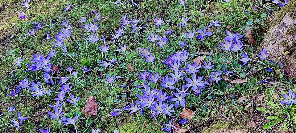 These pretty little flowers grew in the “Waldfriedhof”, the “Forest Cemetery” in “Straubing”, “Niederbayern” or “Lower Bavaria”. 2024. Hypnotic Productions