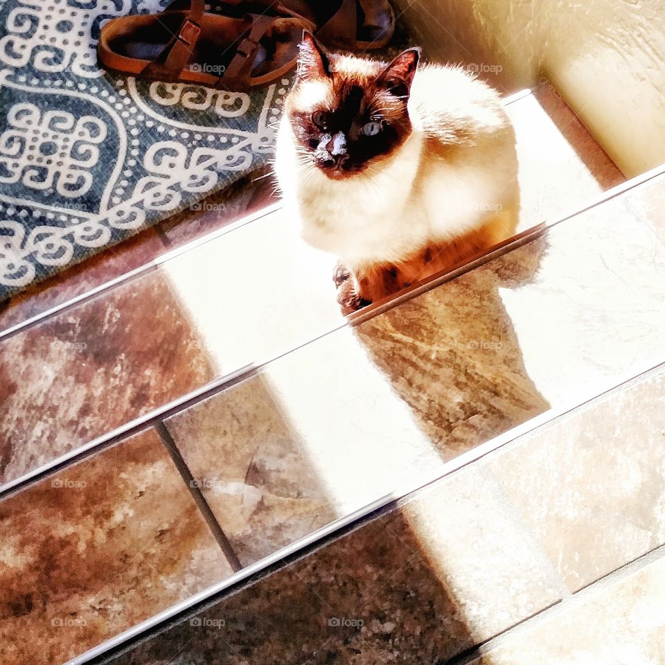 Siamese cat in a sunbeam