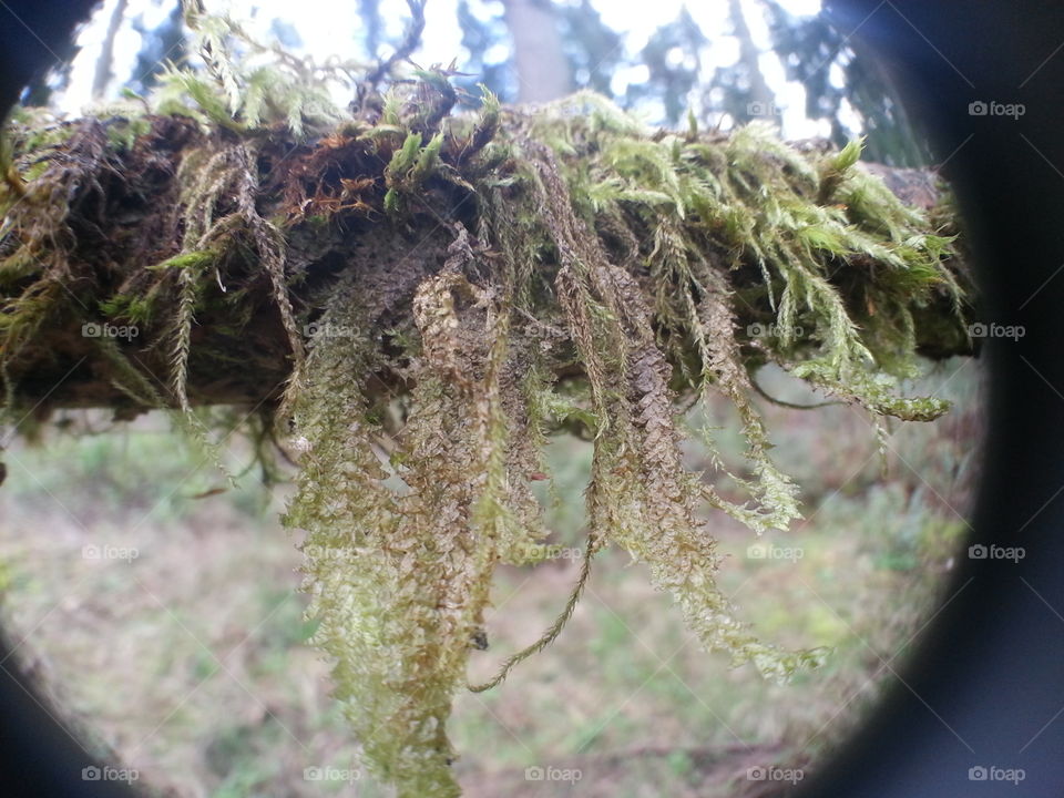 Hanging Out . Tree moss, using a wide angle lens. 
