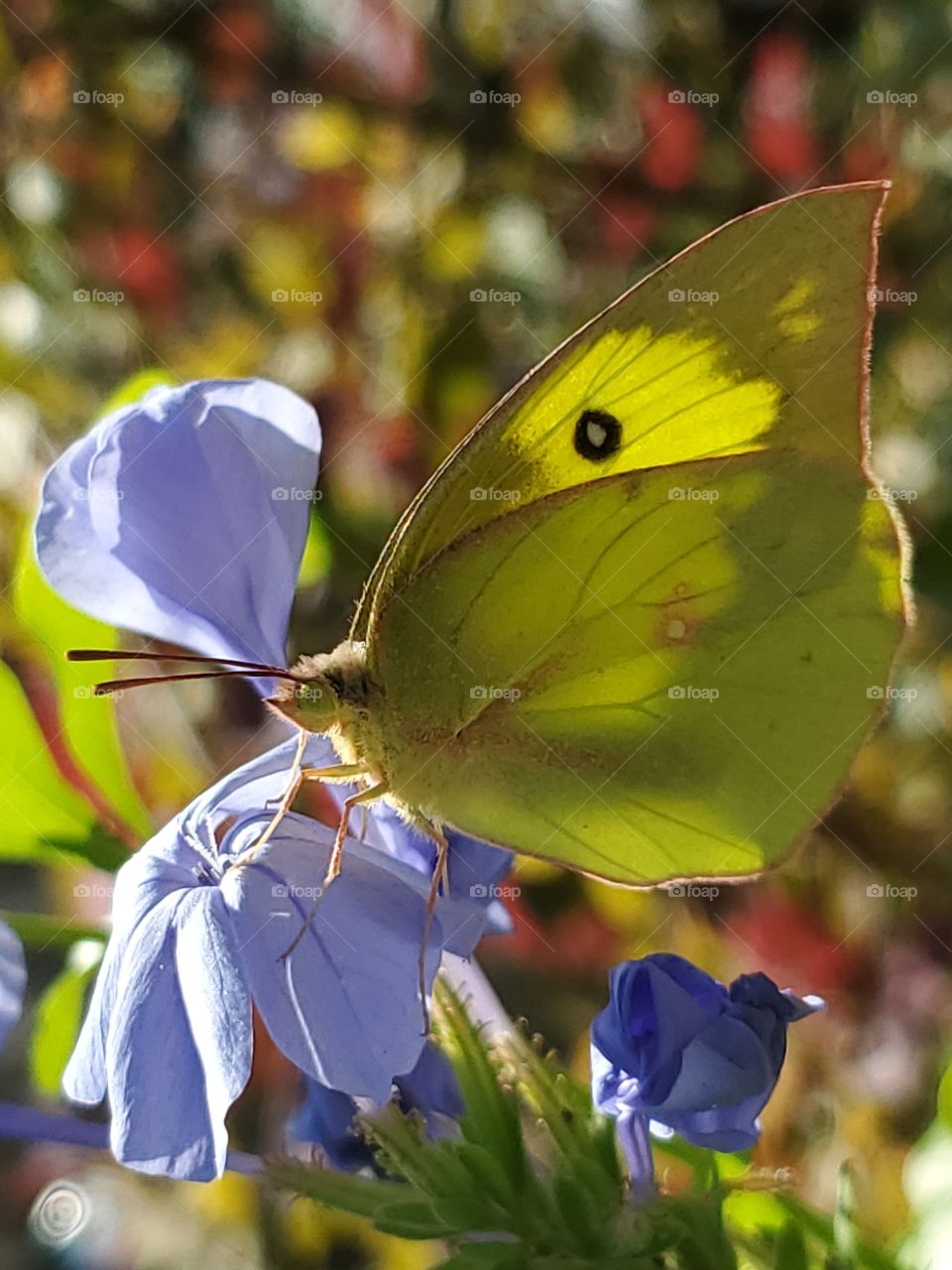 Southern dogface butterfly