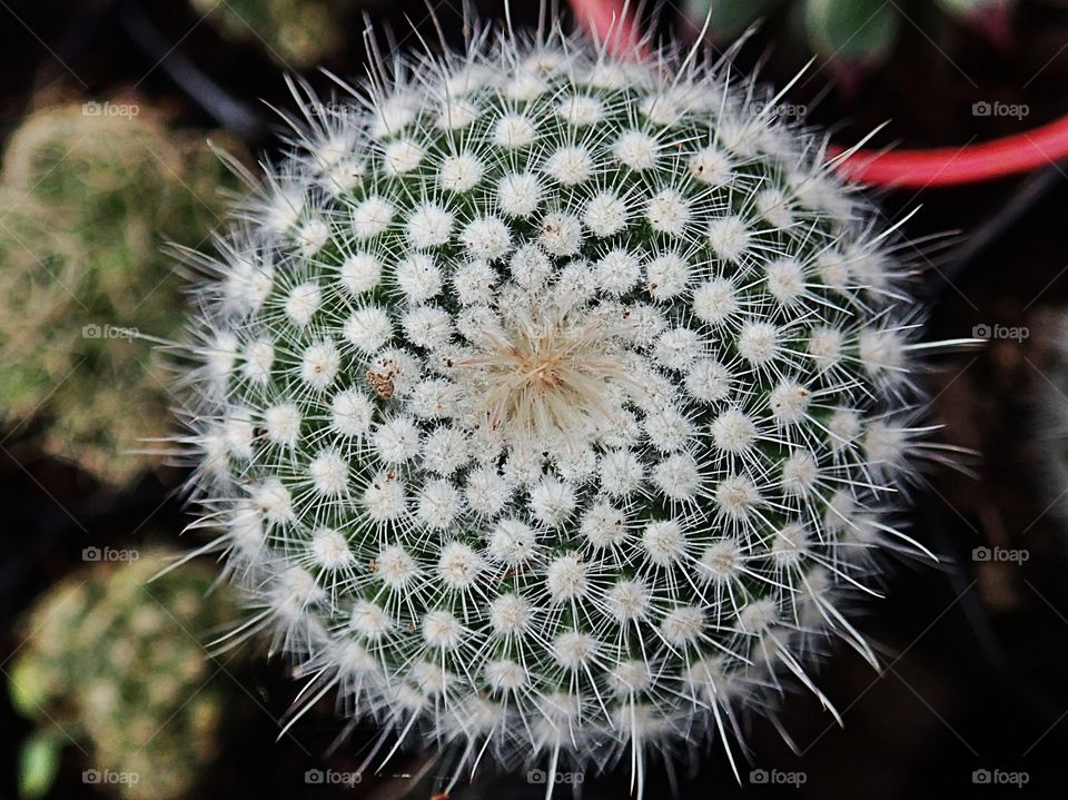 Tiny plant that has perfect simetry and art within, as nature always shows us! Cactus for balance...