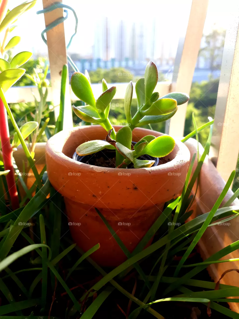 My  garden