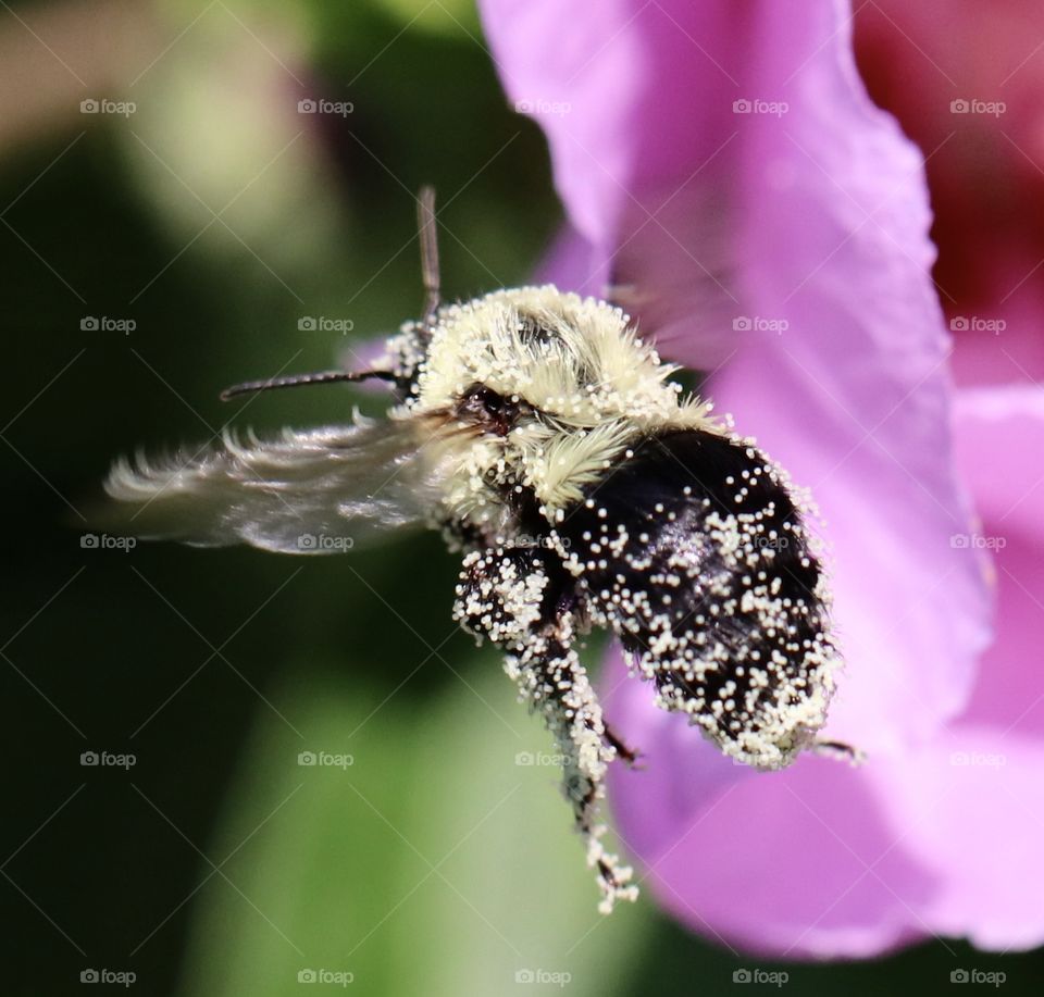 A carpenter bee in flight