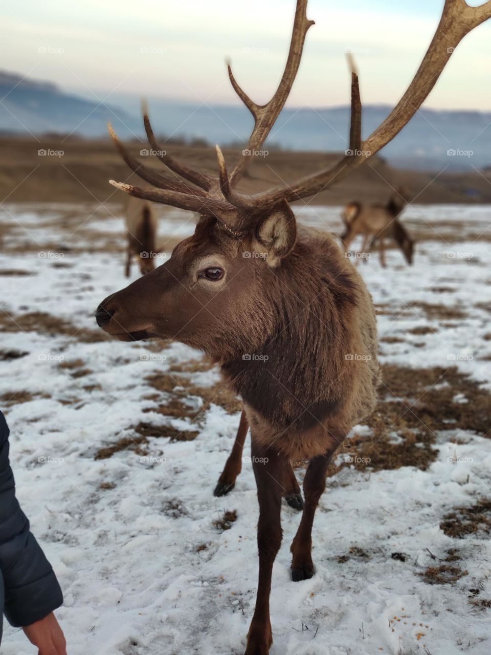 A deer in a snow-covered clearing