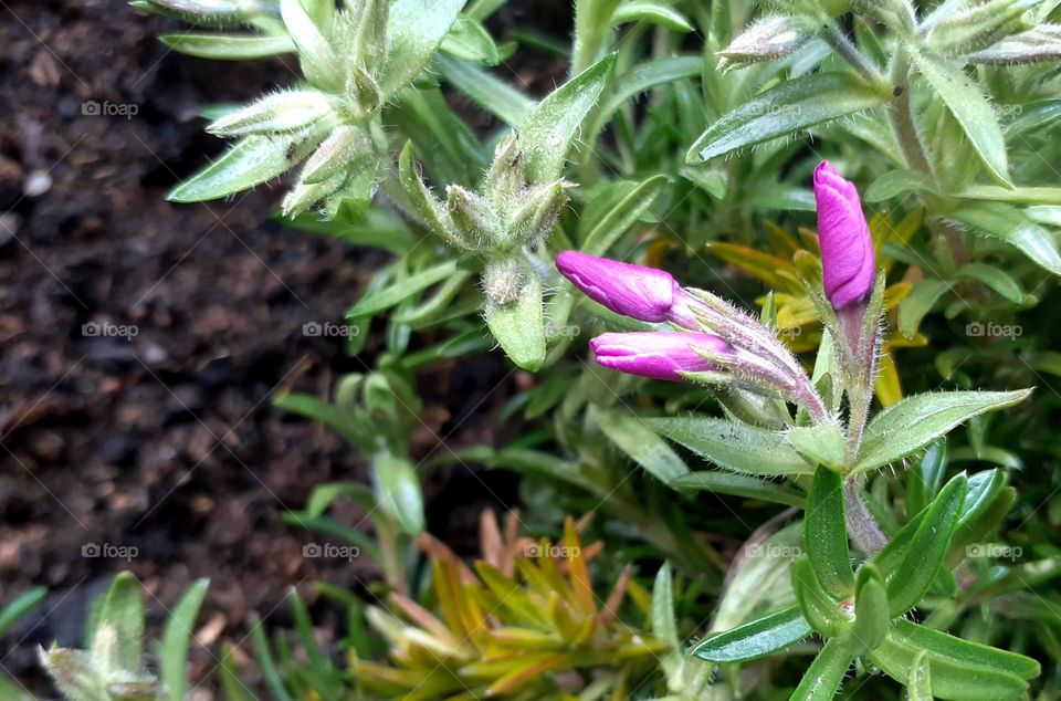 planted the first spring flowers on the terrace