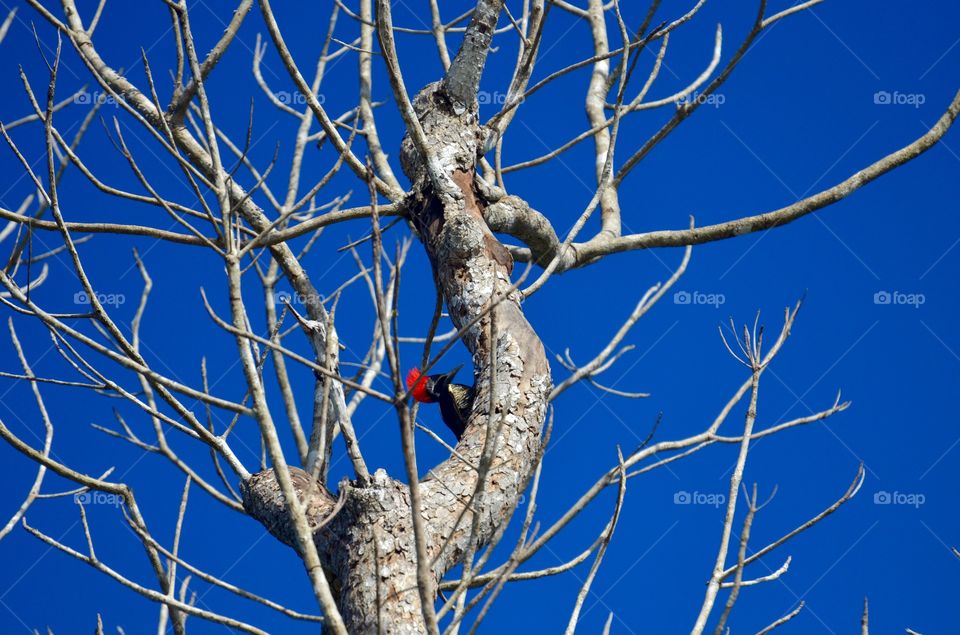 Woody. Woodpecker in Mexico 