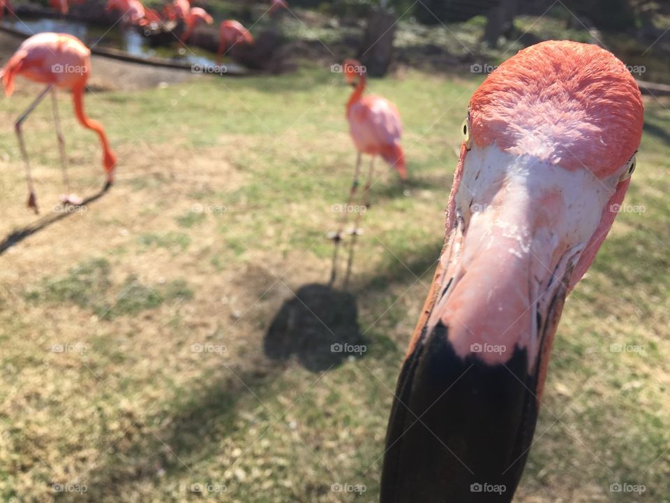 Curious Flamingo 3