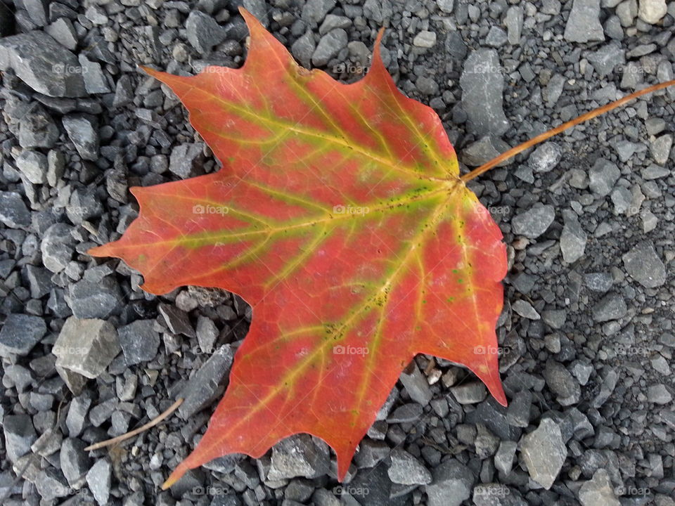 Maple leaf