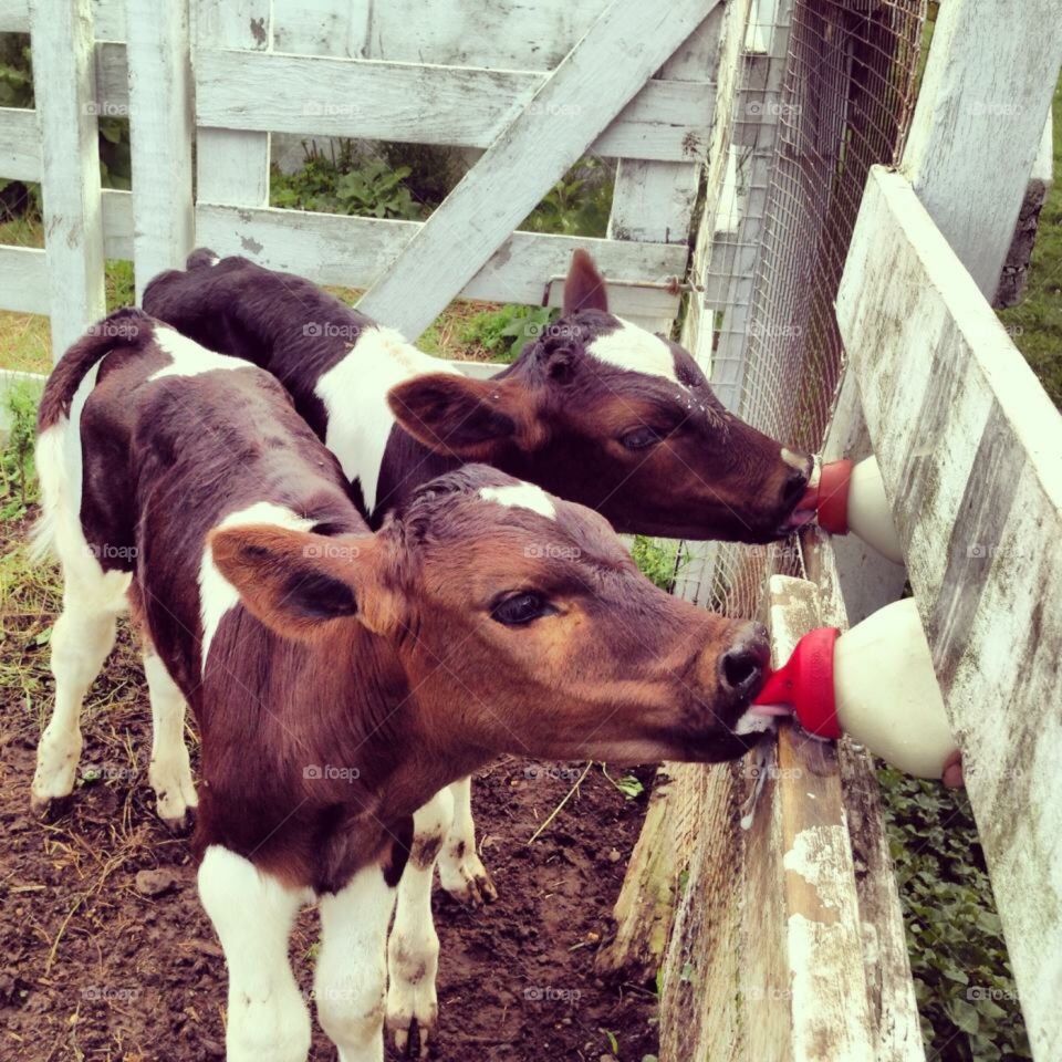 Baby cows eating 