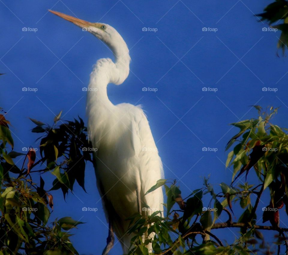 Great Egret in a Tree