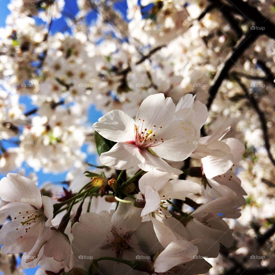 Cherry Blossoms Washington, DC