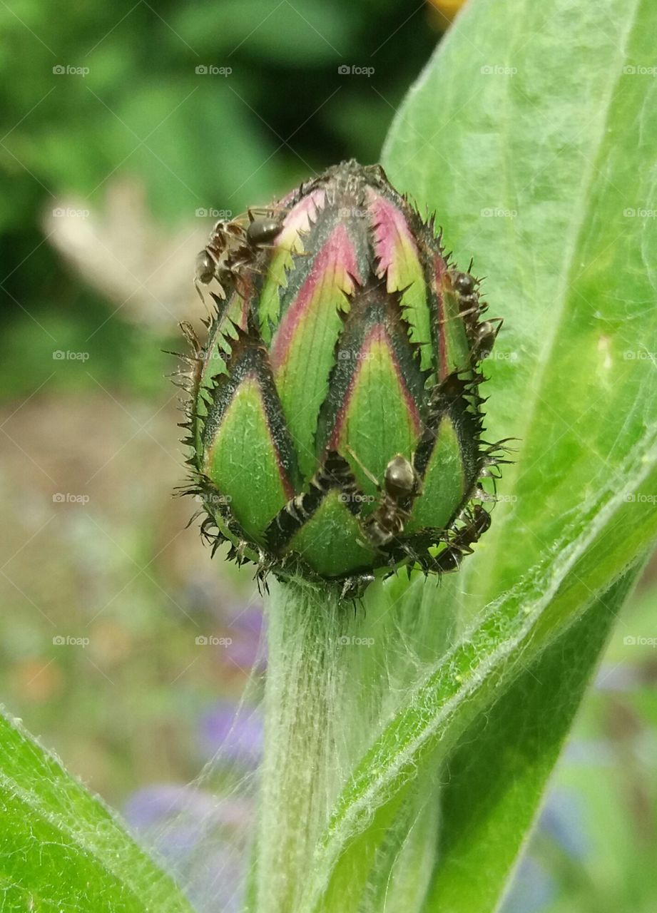 Exotic flower bud with ants