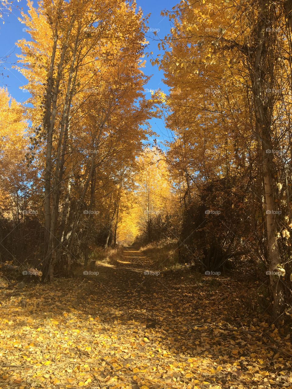 Fall golden leafs on path