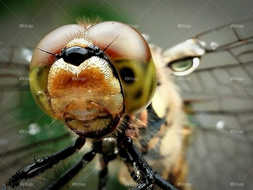 Tombo (dragonfly)