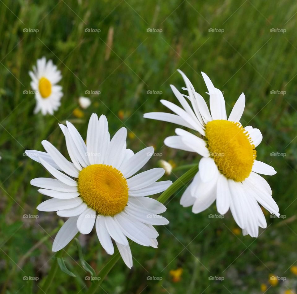 Welcome Spring . Astonishing daisies! 