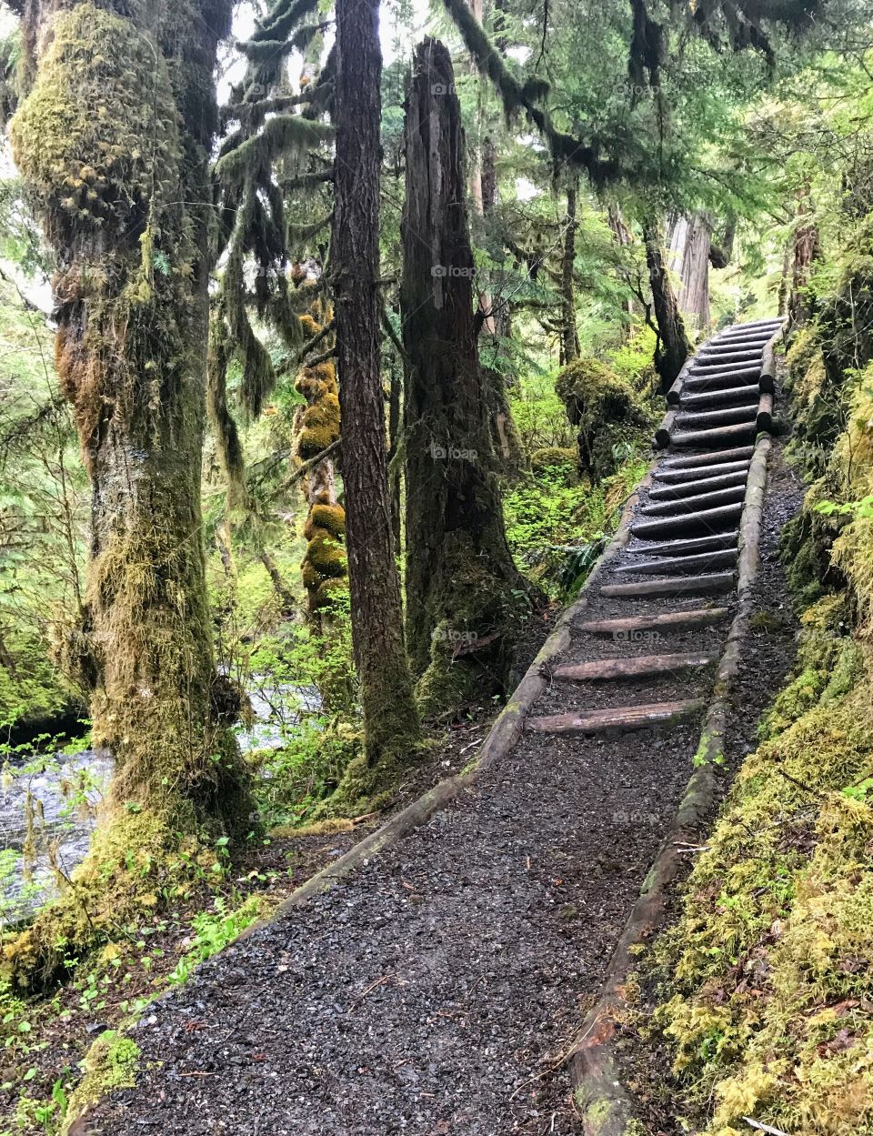 Alaska rainforest