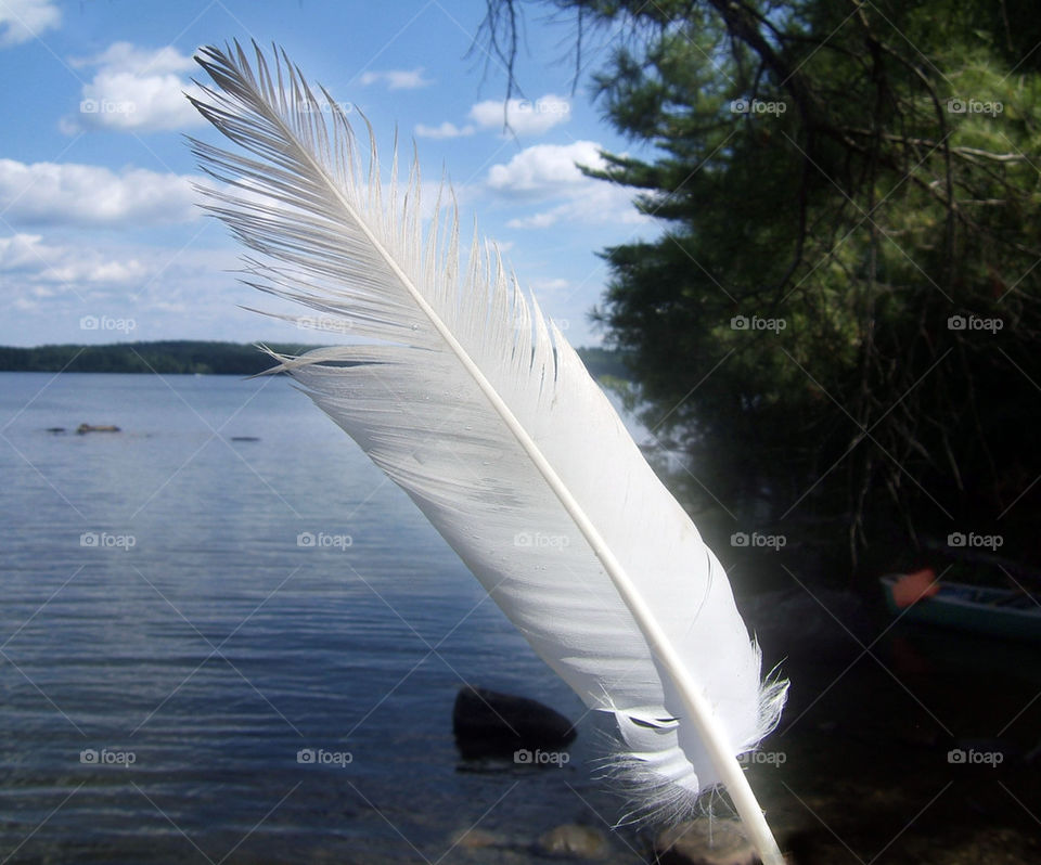 feather at the lake