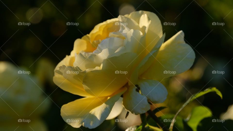 Rose with petals of soft hues of yellow.