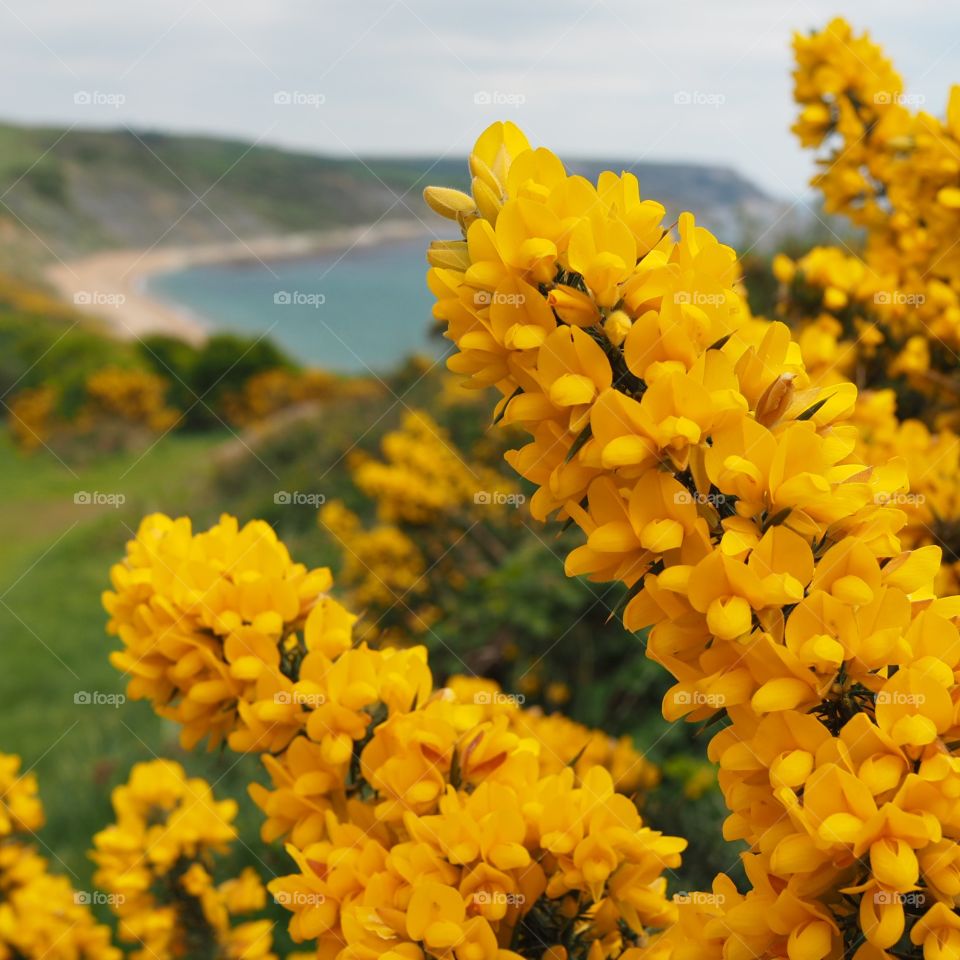 Gorse