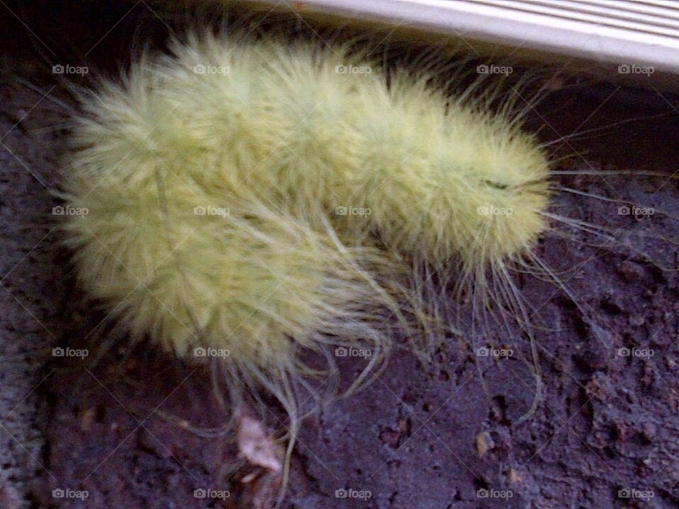 Yellow caterpillar
