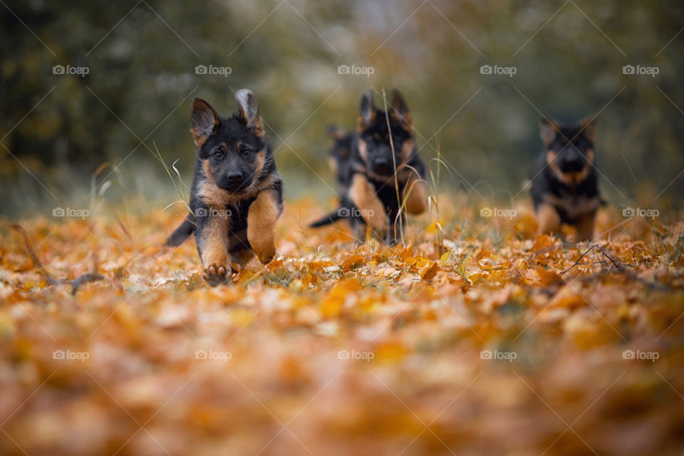 German Shepherd Puppies outdoor portrait