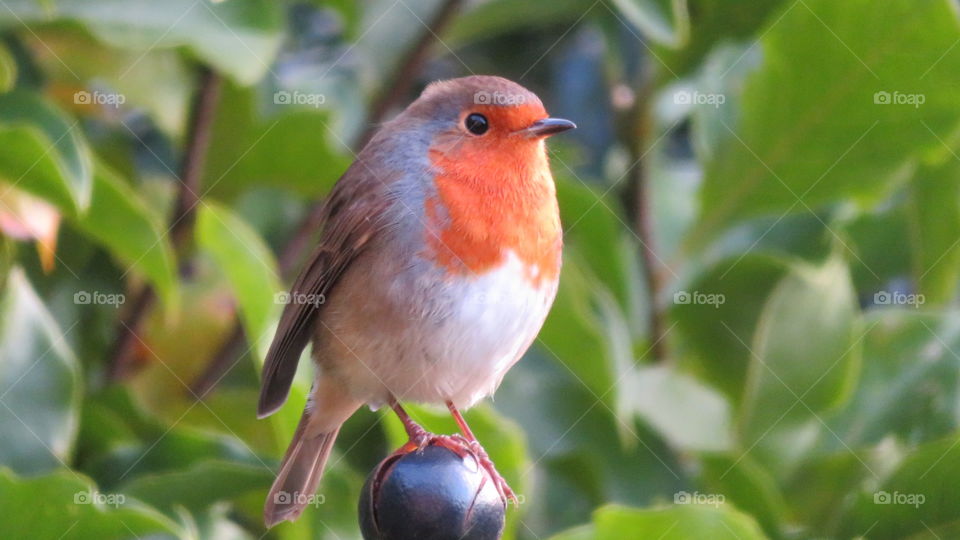 Robin 