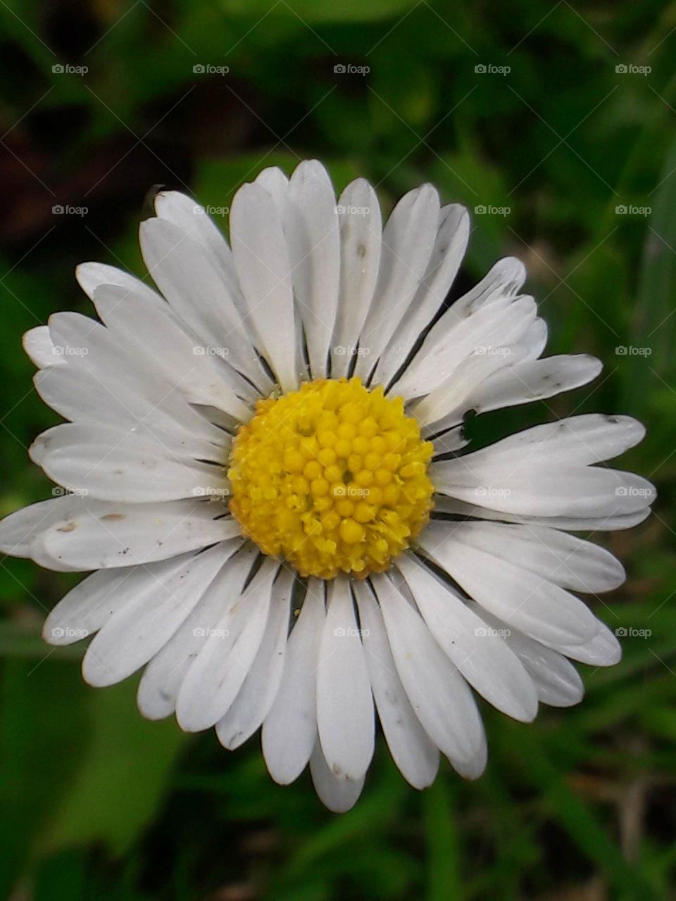 chamomile flower