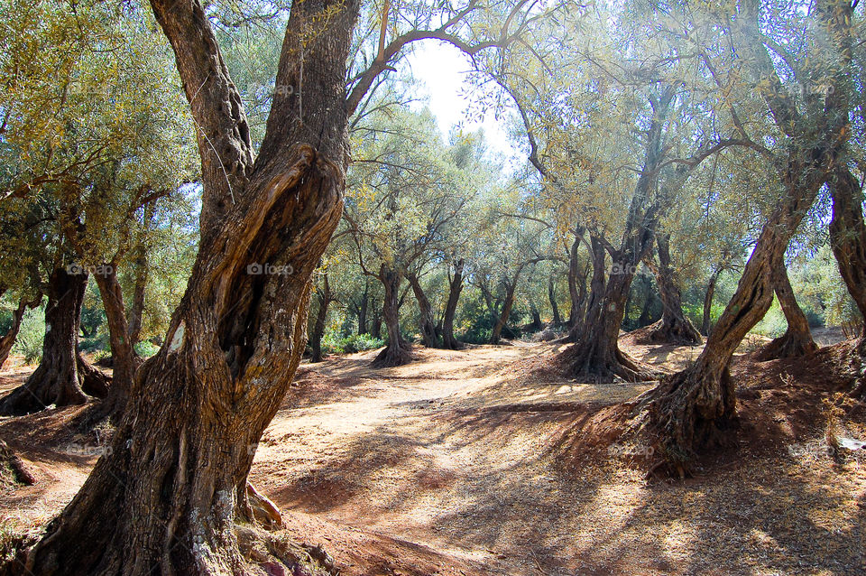 Trees shaped like they can speak