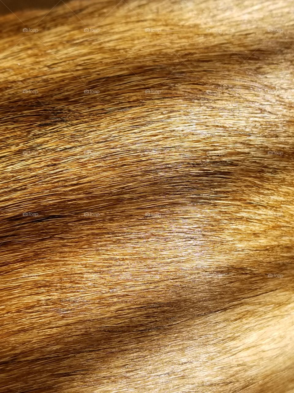Golden fur