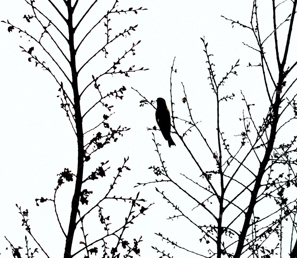 Lonely black and white bird and tree