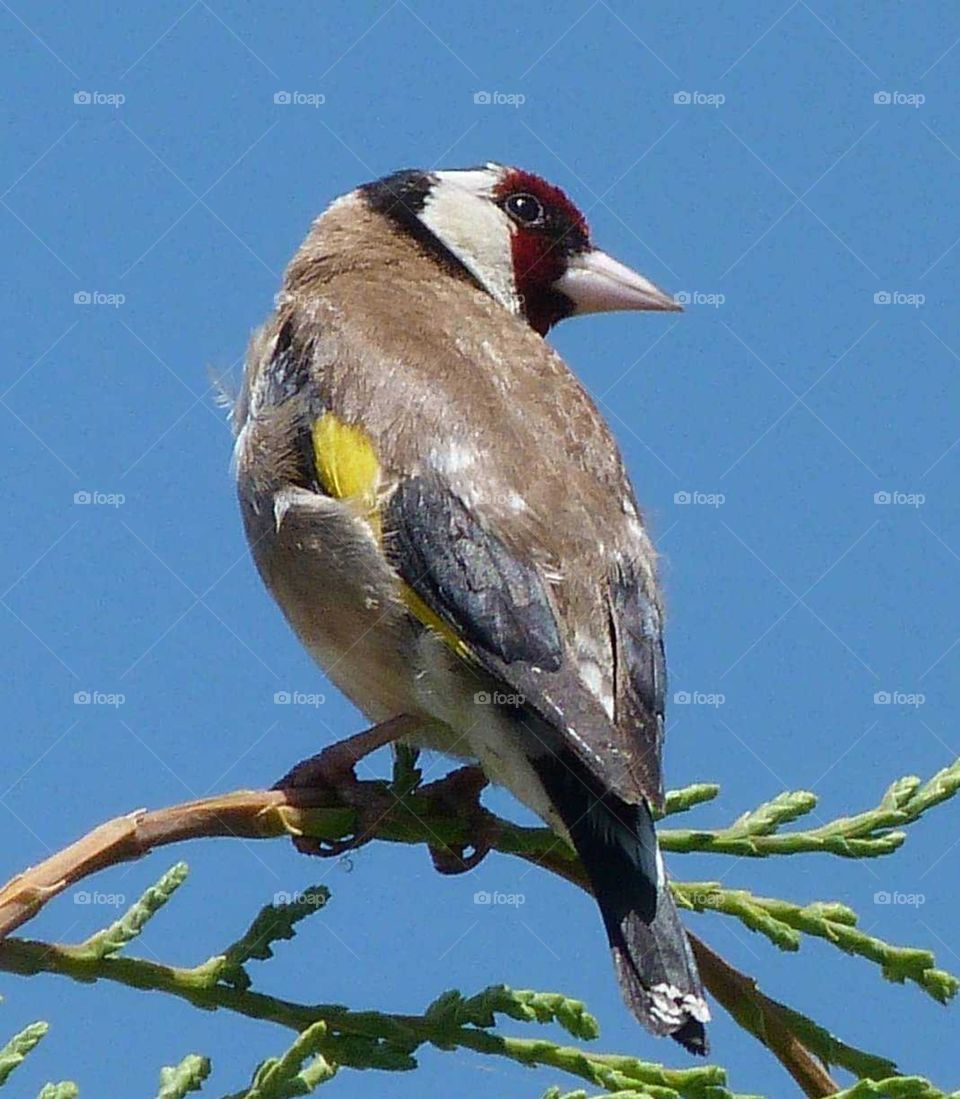 Goldfinch