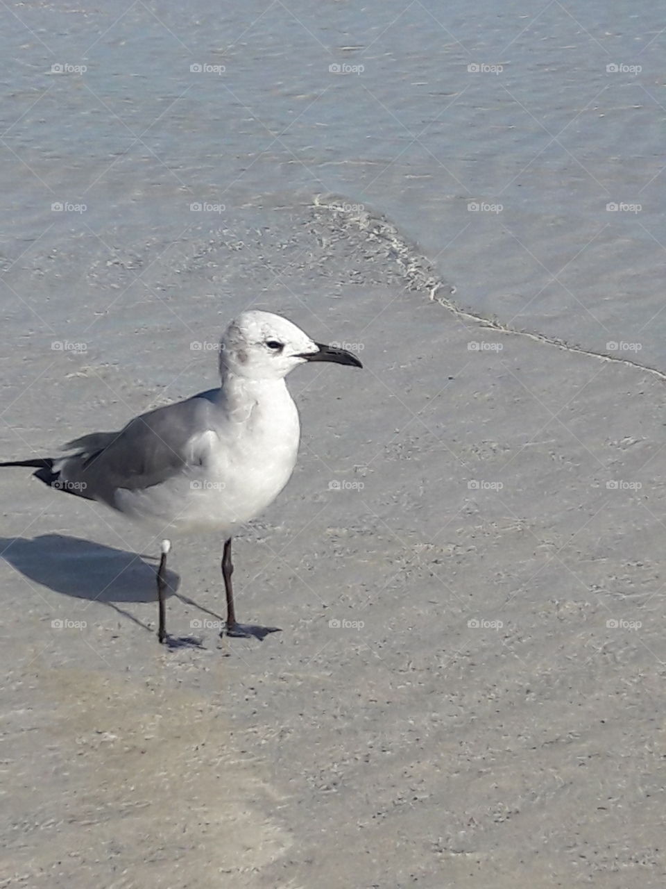 Bird, Seagulls, No Person, Water, Beach