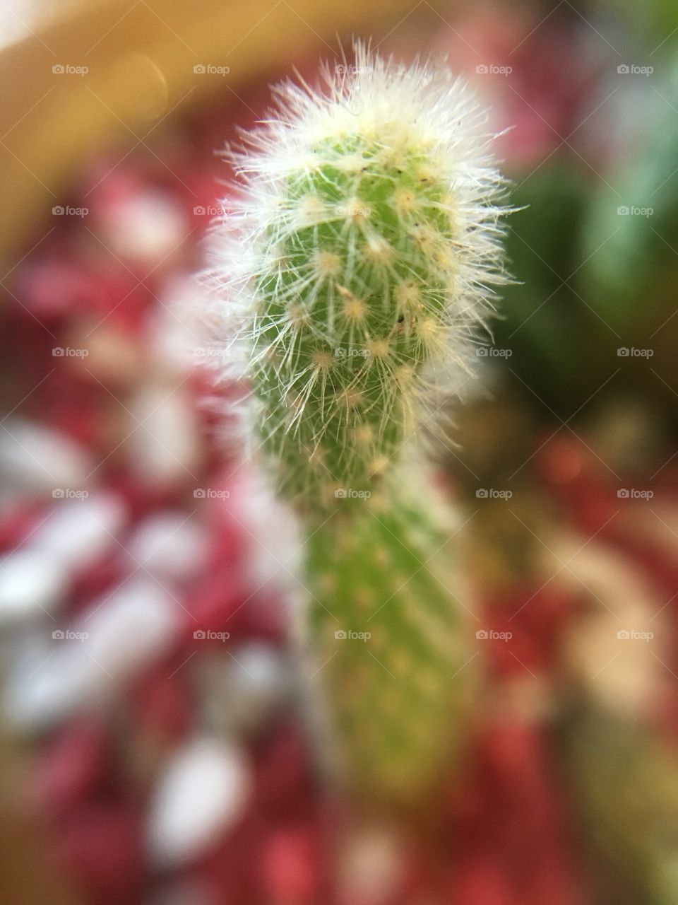 Macro baby cactus