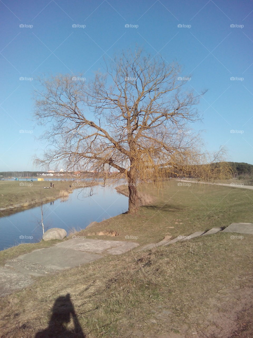 Landscape, No Person, Water, Tree, Nature