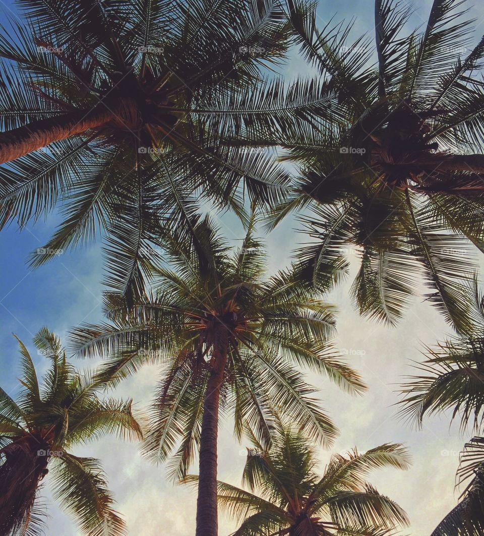Palm trees in paradise