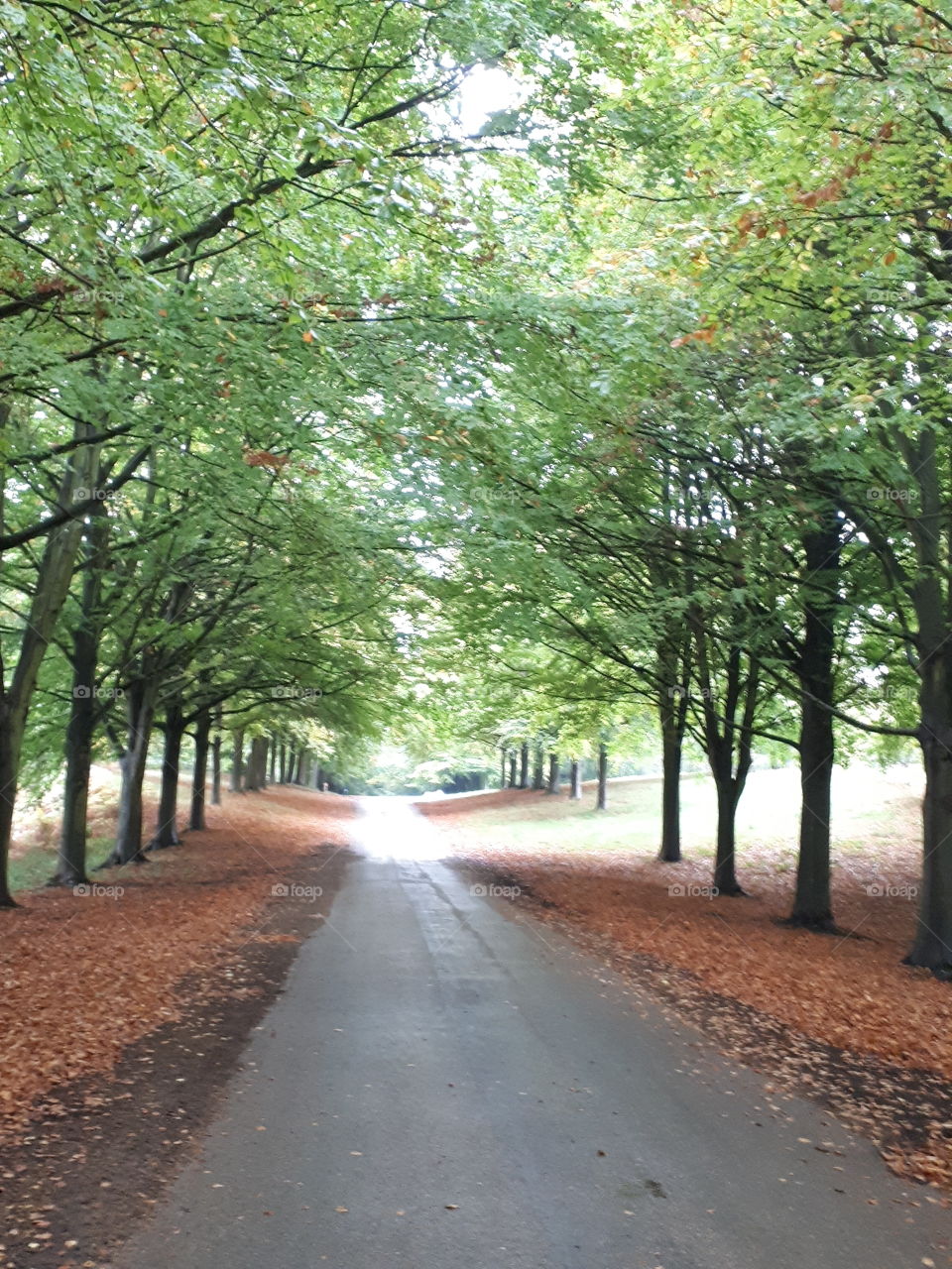 Road, No Person, Tree, Nature, Wood