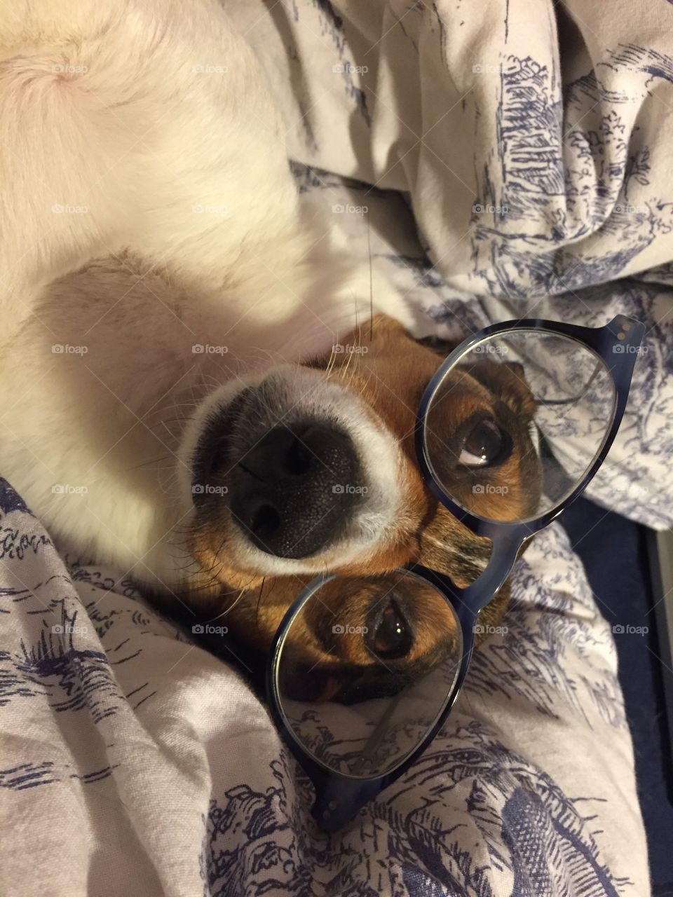 A cute dog wearing eyeglasses