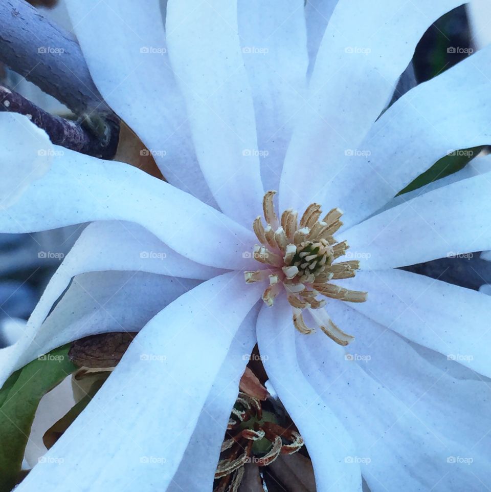 Royal Star magnolia with slight filter