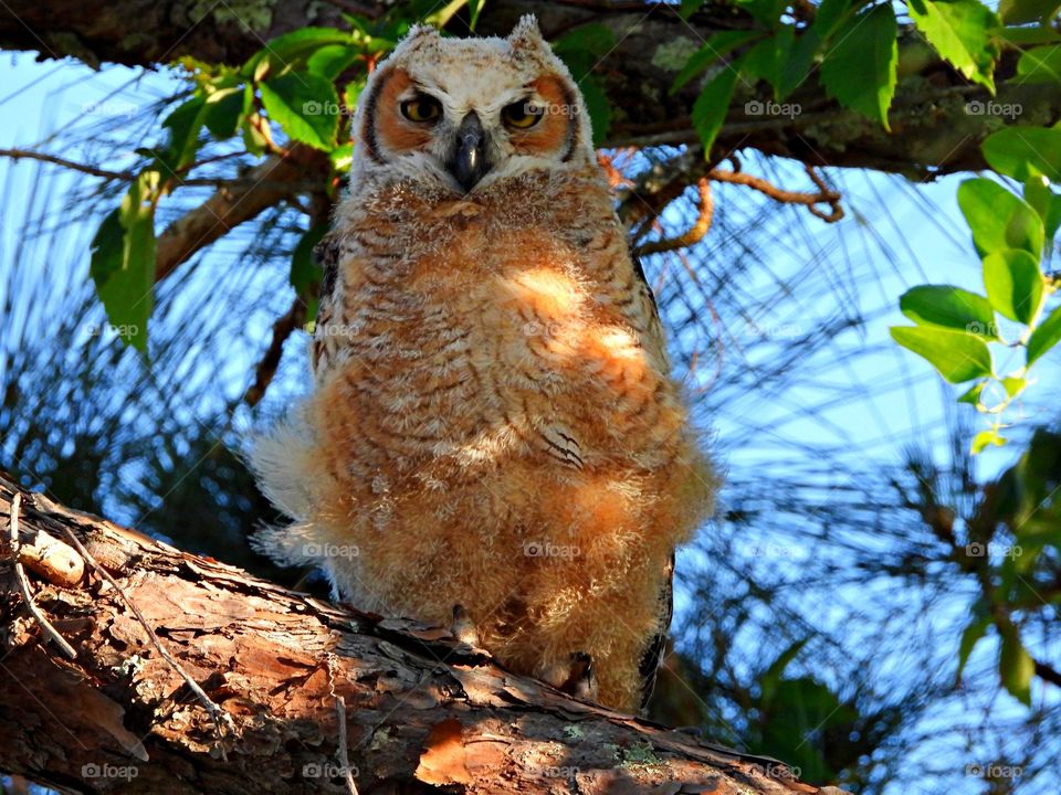Birds & Bees - Nature in Motion - Baby Owl - Birds in action by analyzing their movements, vocalization, and even behavior. Birds steer mainly with their tails, and some use their wings for precise maneuvers.